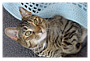 Abby's Photo 4